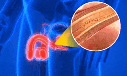 Performance maschile